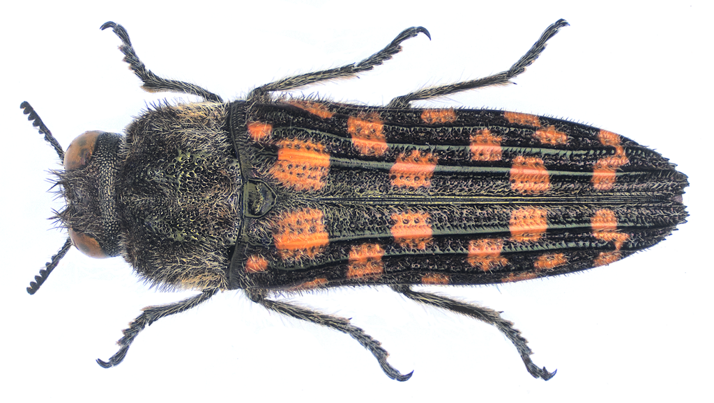 Brasinota