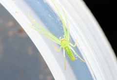 Cetratus