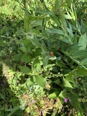 Coccinella septempunctata