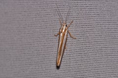 Catoryctis subparallela