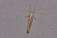Catoryctis subparallela
