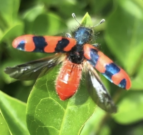 Bee-eating Beetle, Dorpsstraat, Liempde, Noord-Brabant, NL, photo 7 of 10