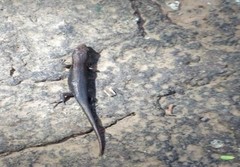 Eutropis macularia
