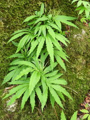 Cardamine kitaibelii