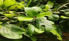 Mitragyna parvifolia