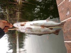 Oncorhynchus mykiss