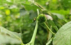 Azanza lampas