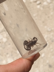 Euscorpius italicus