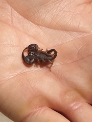 Euscorpius italicus