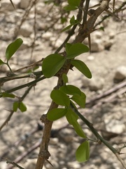 Balanites aegyptiaca