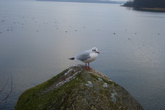 Chroicocephalus ridibundus