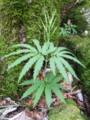 Cardamine kitaibelii
