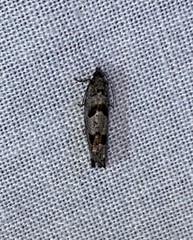 Pseudexentera hodsoni