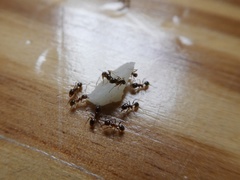 Myrmicinae