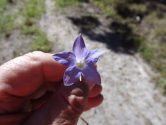 Wahlenbergia stricta stricta