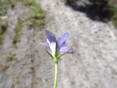 Wahlenbergia stricta stricta
