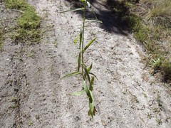 Wahlenbergia stricta stricta