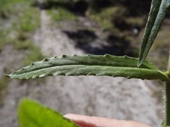 Wahlenbergia stricta stricta