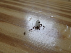 Myrmicinae