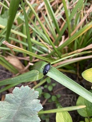 Anisodactylus binotatus