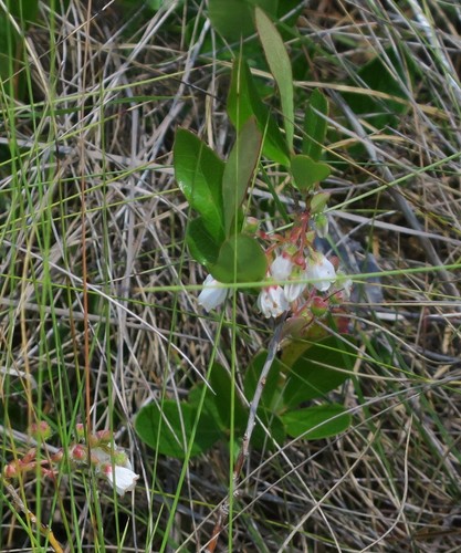 Gaylussacia mosieri image