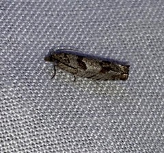 Pseudexentera hodsoni