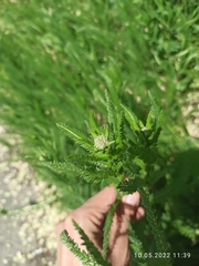 Achillea setacea