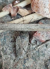 Emblethis denticollis