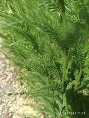 Achillea setacea