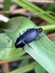 Anisodactylus binotatus