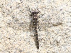 Williamsonia lintneri