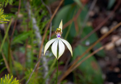 Praecoxanthus aphyllus