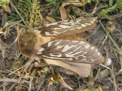 Parapielus luteicornis