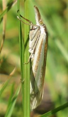 Crambus satrapellus image