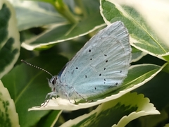 Celastrina argiolus