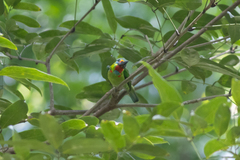 Psilopogon mystacophanos