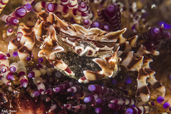 Zebrida adamsii