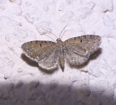 Eupithecia assimilata