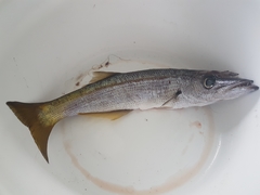 Dinolestes lewini