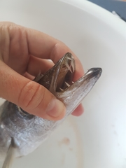 Dinolestes lewini