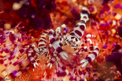 Periclimenes colemani