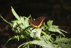 Lexias panopus