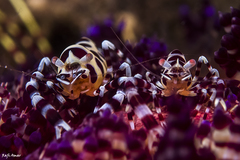 Periclimenes colemani