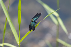 Rhyothemis plutonia