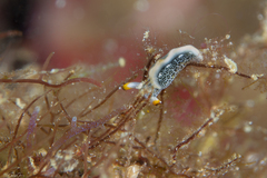 Thuridilla carlsoni