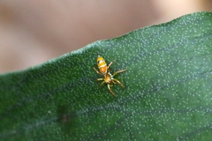 Cosmophasis bitaeniata