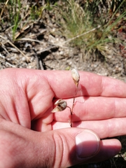 Tuberaria globulariifolia