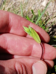 Tuberaria globulariifolia