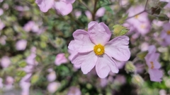 Cistus × skanbergii