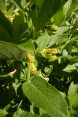 Lonicera involucrata involucrata